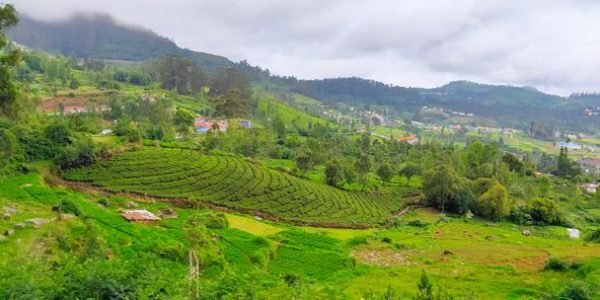 ooty
